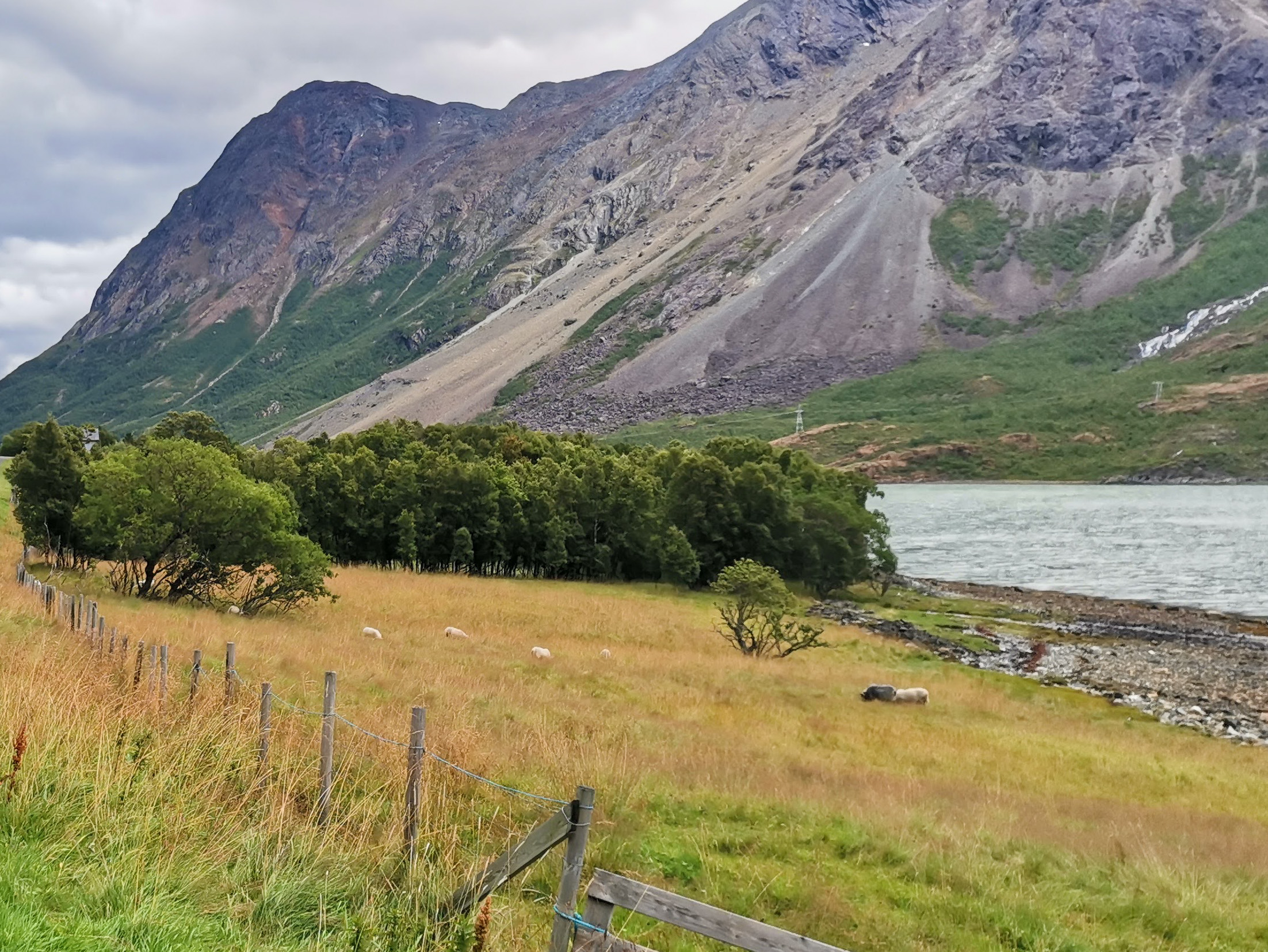 Norjan vuoriston juurella lammaslauma laiduntamassa.